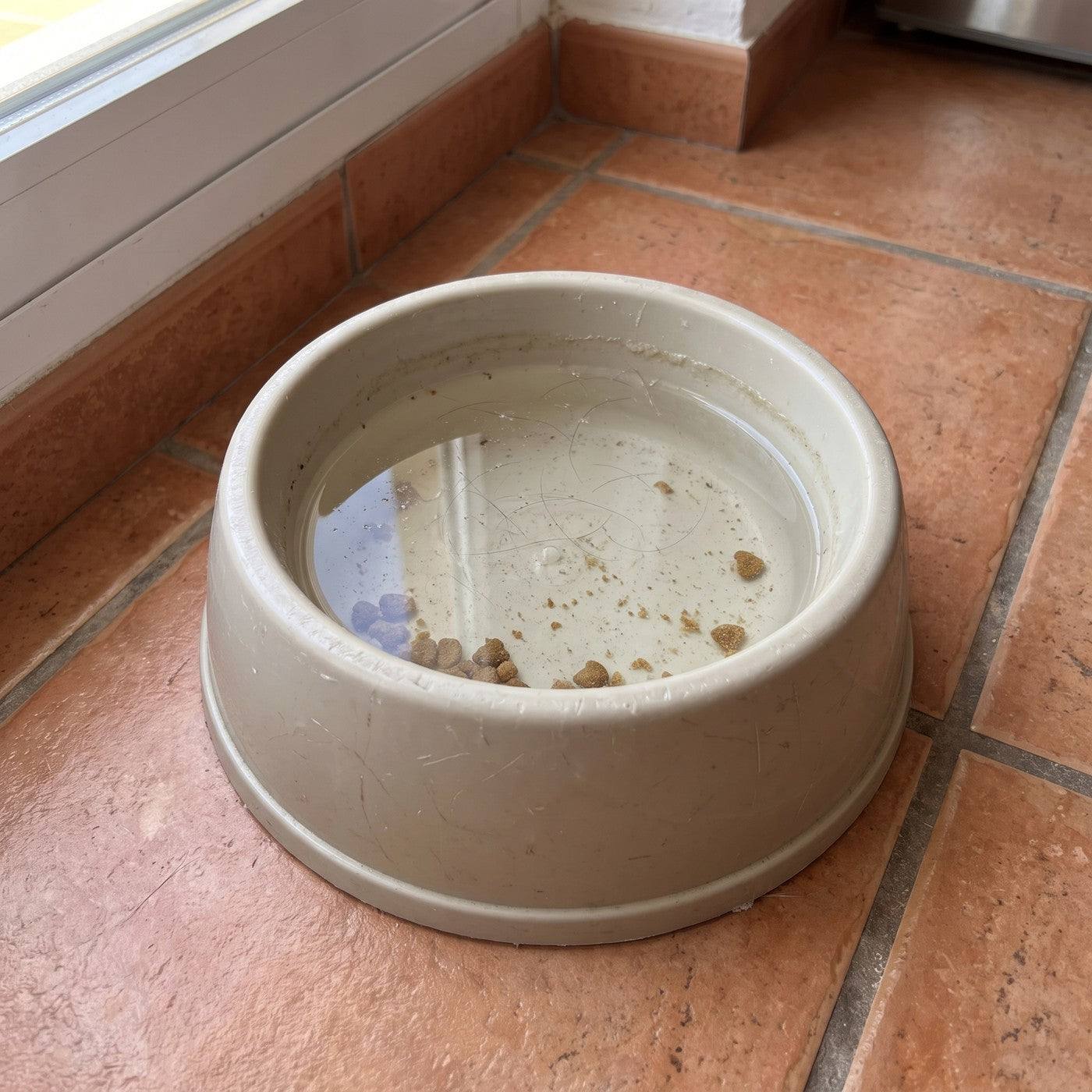 Cuenco de plástico con agua estancada y restos de pienso